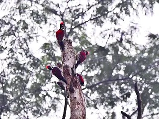 セアカコガネゲラ（スリランカ探鳥）