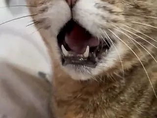 甘えっこ