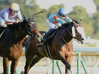 先週の結果 シルブロン 東京 オクトーバ…