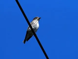 旅鳥ヒタキ