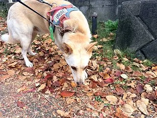 【ハナ＊うちに来て5年248日目】ハナち…