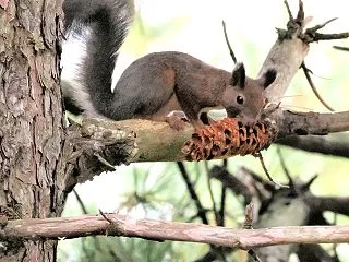 エゾリス