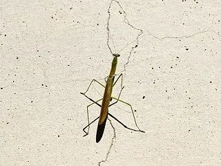 カメラ目線のカマキリ