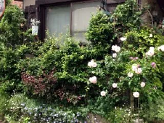 教室案内 (立石玲プロフィール)