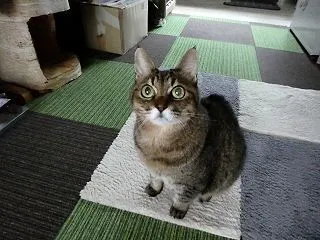達観からの豹変