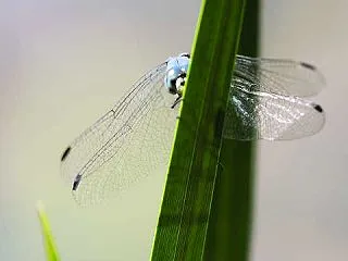 チラ見