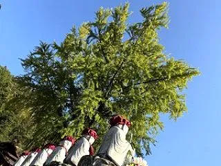 【2026池田町紅葉情報】 長福寺 大イ…
