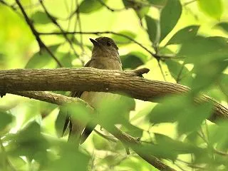 まだ・・居たの・・