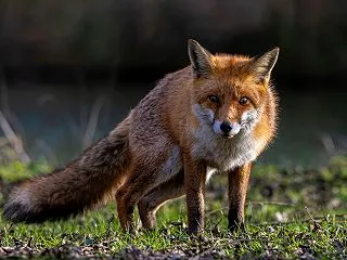 コックリさんに祟られて…