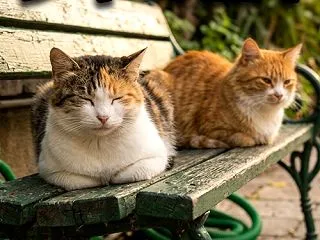 リシクラテスの合唱隊記念碑周辺の猫たち