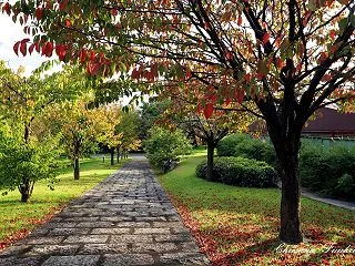 桜の葉が紅葉を始めました