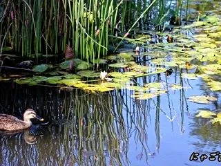 久宝寺緑地で見つけた、秋の水辺の時間(2…
