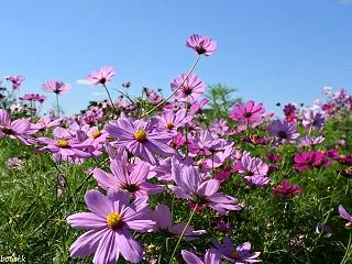秋桜（コスモス）の秋