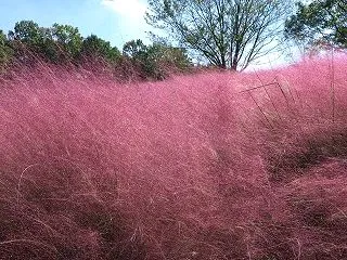 万博記念公園 コスモス・コキアフェスタ
