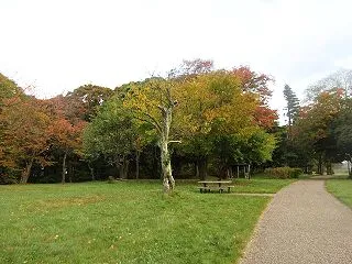 千歳市内の野鳥(2026/10/13)
