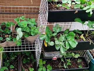 2026・10月 植え替え＆花