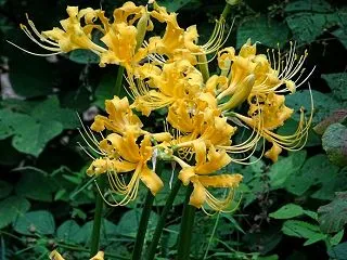 大本花明山植物園の花
