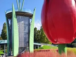 砺波チューリップ公園へ｜コキアの掘り取り…