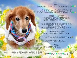 天使 ハル君