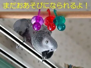 やきとりパーティーの裏で密かに開催されて…