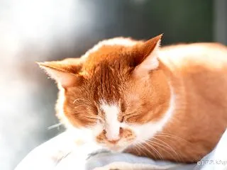 連休が終わったにゃ