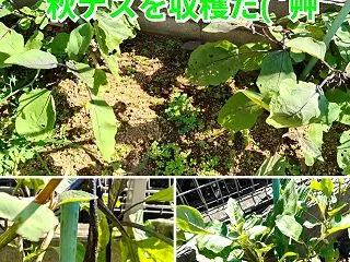 ナスを強剪定して1ヶ月ちょい経過☆秋ナス…