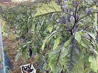 ナスが固くなる原因