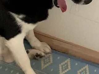 今日はさつまいもの日 さつまいも嫌いのワ…