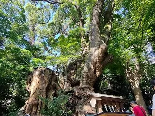 秋の乗り放題パスで熱海、来宮神社へ