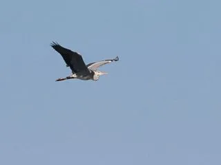 アオサギや白鳥たち