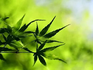 第５０候 菊の花開く