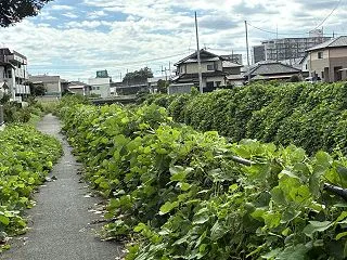  夜のコウモリが、なぜ足元で、昼に、寝そ…