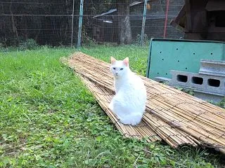 猫小屋の衣替え