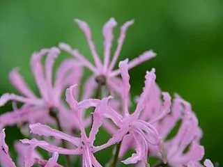 神無月 10月13日の誕生日の花と花言葉