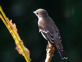 クルミの木のエゾビタキ