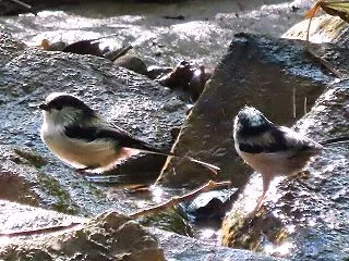 エナガの水遊び、その他（山田池公園）