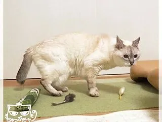 猫部屋訪問のルール変更