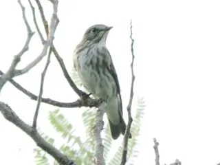 きらら浜自然観察公園