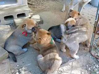 ユズの子犬5兄妹が生後４週
