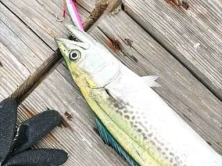 糸島筏はゴッシーに占領されていた。