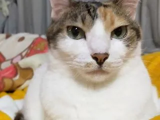 ブルスのミニシュー