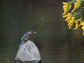 曇り空・黒バックは撮れない日