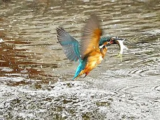 大きな獲物