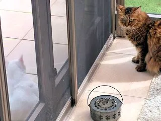 シロにゃんと、月ちゃん。