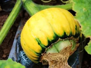 今日から里芋の収穫を始めます・・・今年は…