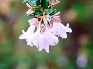 １０月の花 その１４ アベリア