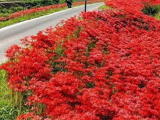 最後の彼岸花街道