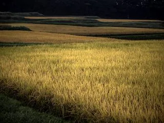 静波