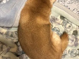 試運転
