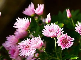菊花開く～もってのほか美味しい！食用菊